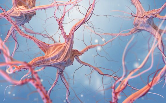 Neurons and nervous system Cardioversión eléctrica