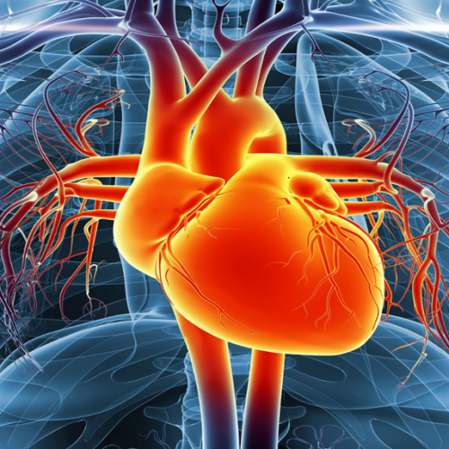 Tiempo de reperfusión ¿Qué es la perfusión en la salud cardiovascular?