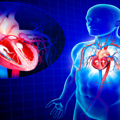 Sistema de conducción eléctrico del corazón